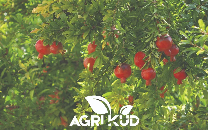کود برای شیرین انار