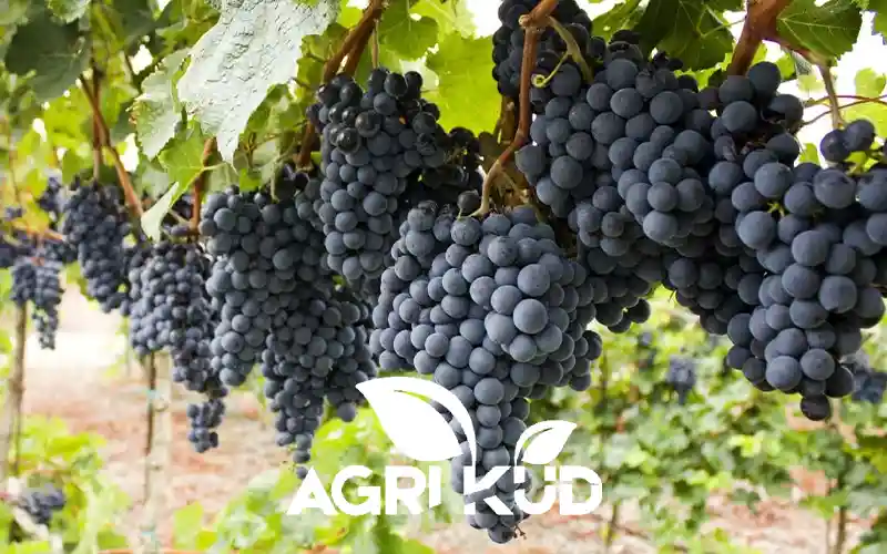 کود برای ثمر انگور