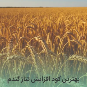 بهترین کود افزایش تناژ گندم