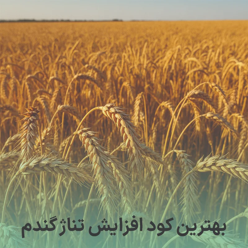بهترین کود افزایش تناژ گندم