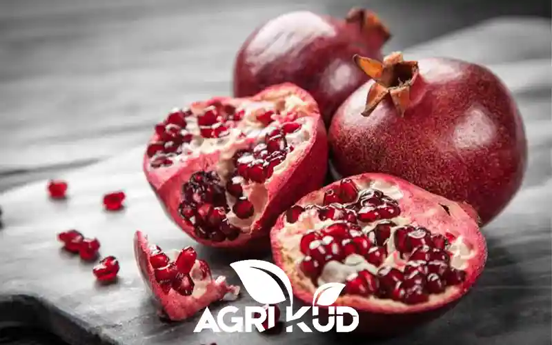 بهترین کود برای درشتی انار
