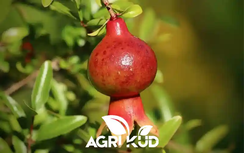 کود مخصوص درشتی انار
