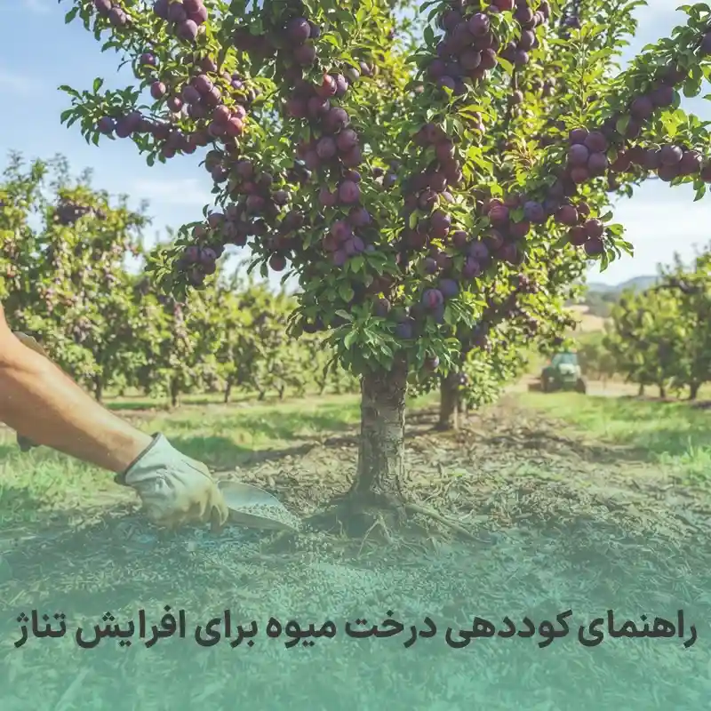 کوددهی درخت میوه