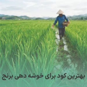 بهترین کود برای خوشه دهی برنج