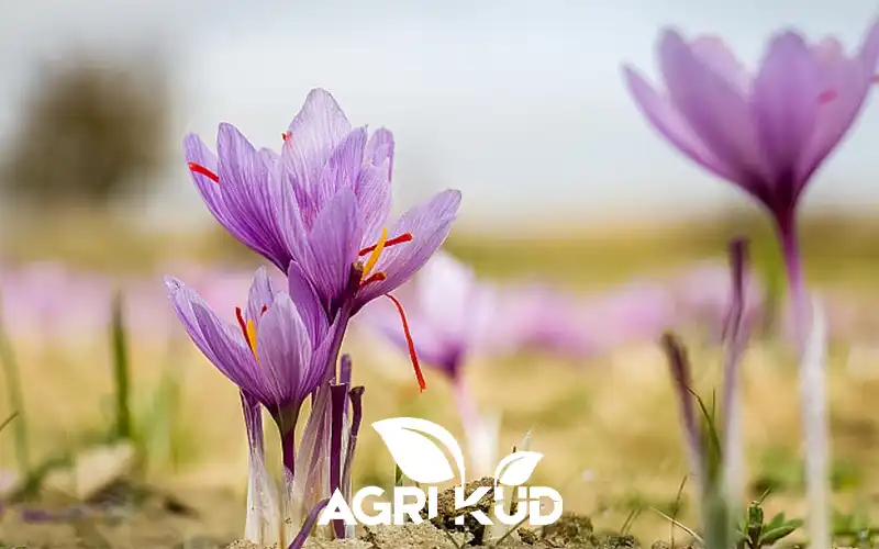 کود استارت زعفران