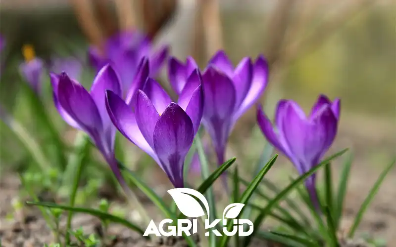 کود برای استارت زعفران