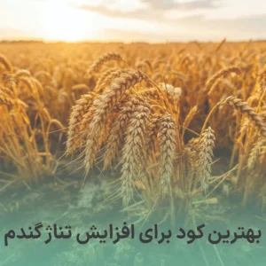 بهترین کود برای افزایش تناژ گندم