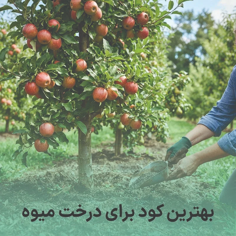 بهترین کود برای درخت میوه
