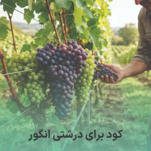 کود برای درشتی انگور