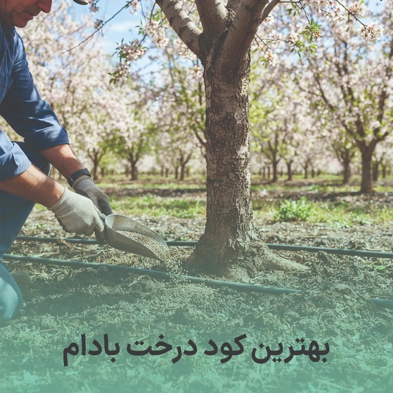 بهترین کود درخت بادام