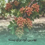 بهترین کود برای پسته
