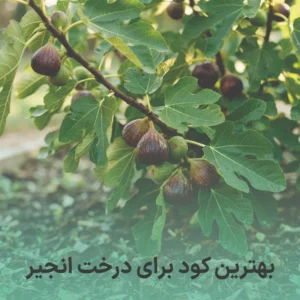 بهترین کود برای درخت انجیر