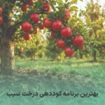 برنامه کوددهی درخت سیب