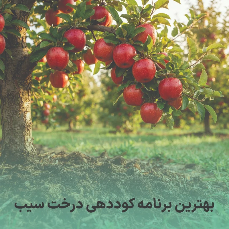 برنامه کوددهی درخت سیب