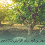 بهترین کود برای افزایش تناژ انجیر