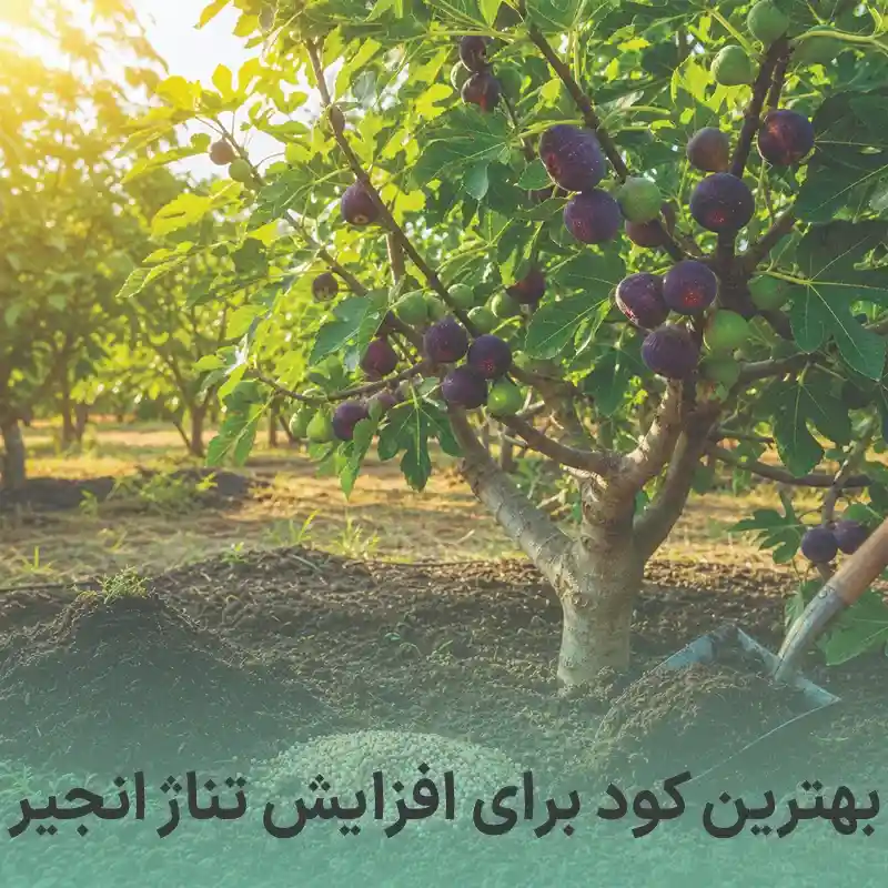 بهترین کود برای افزایش تناژ انجیر
