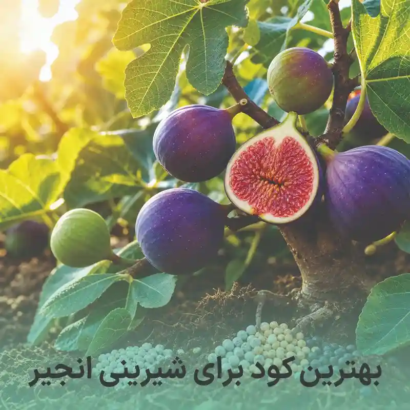 بهترین کود برای شیرینی انجیر