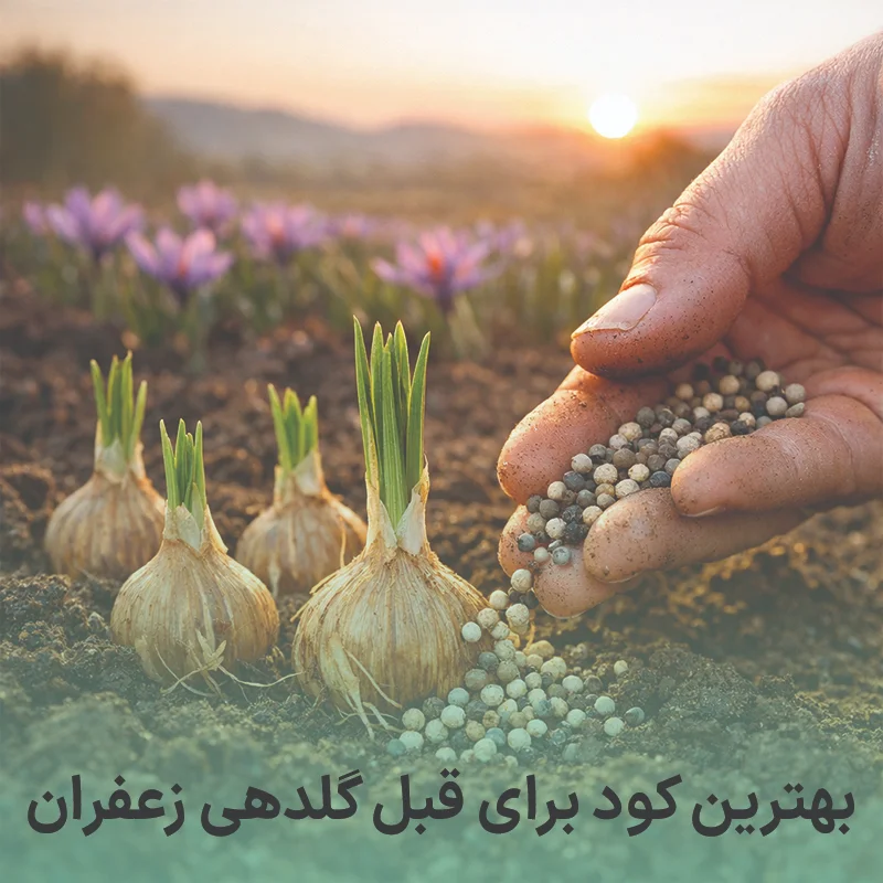 بهترین کود برای قبل گلدهی زعفران