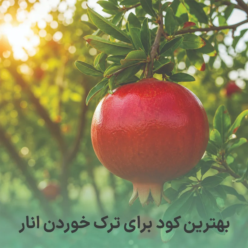 بهترین کود برای ترک خوردن انار