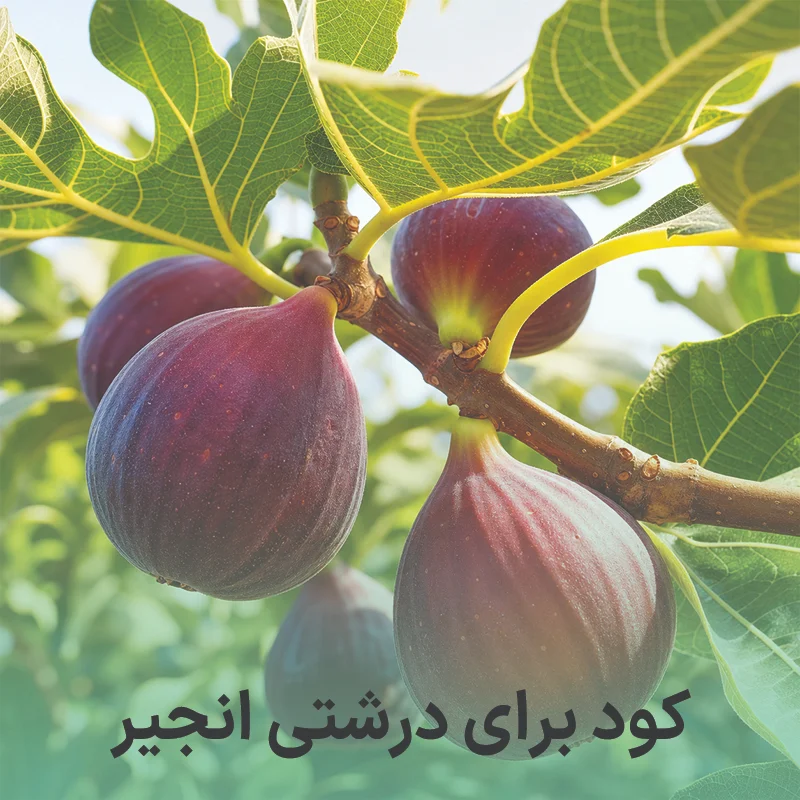 کود برای درشتی انجیر