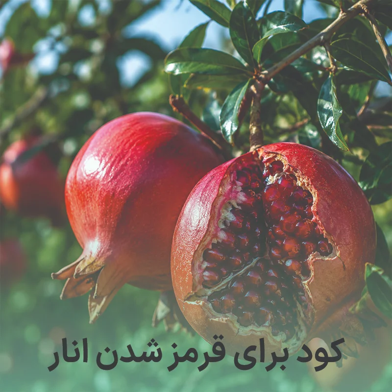 کود برای قرمز شدن انار