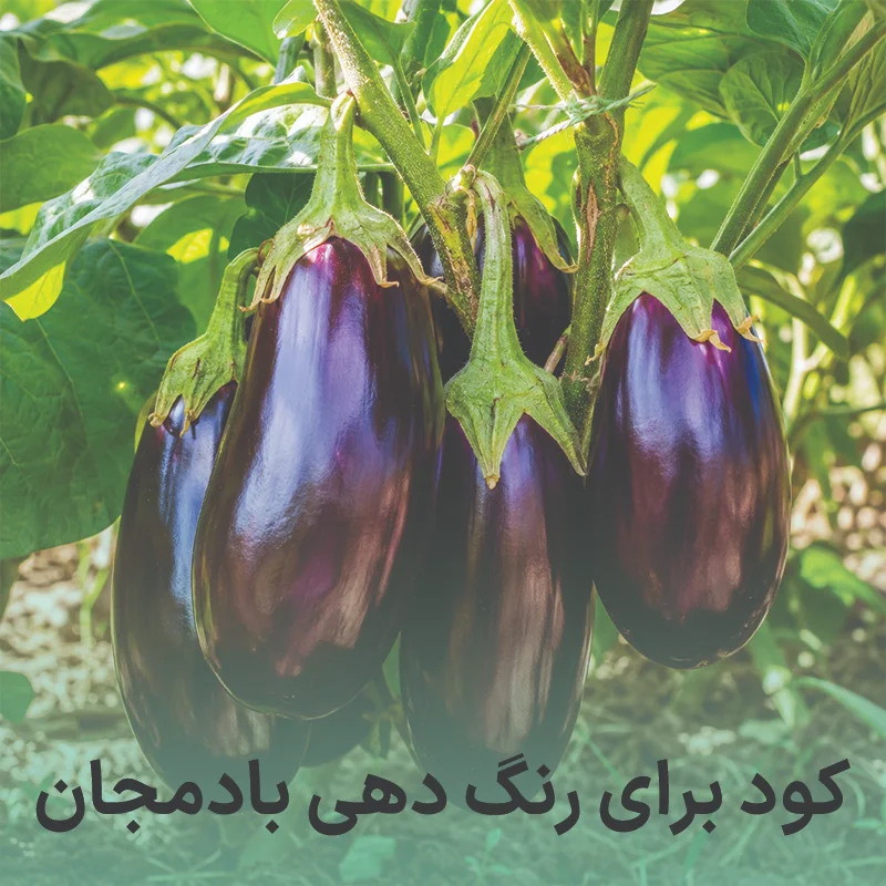 کود برای مشکی شدن بادمجان