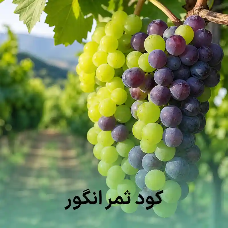 کود ثمر انگور