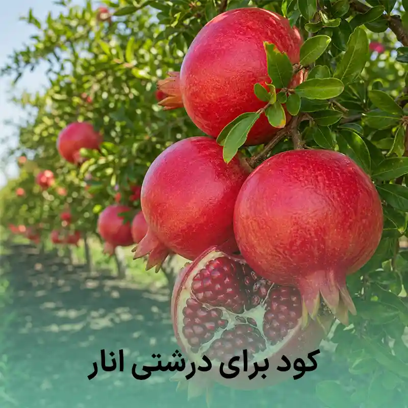 کود برای درشتی انار