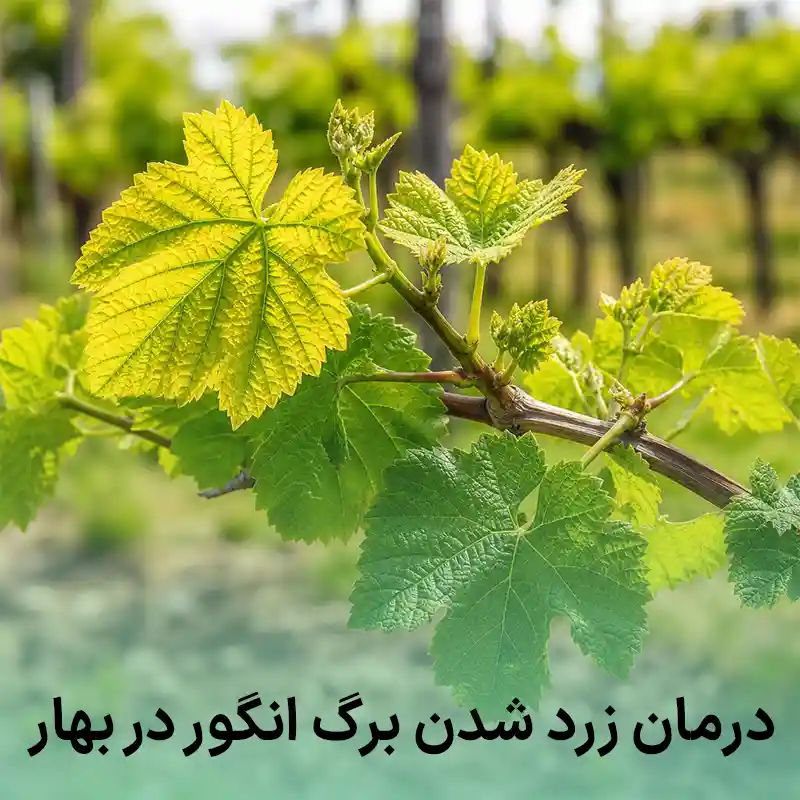 درمان زرد شدن برگ انگور در بهار
