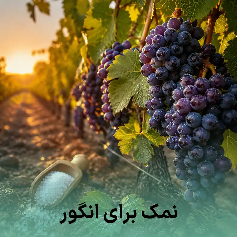 نمک برای انگور