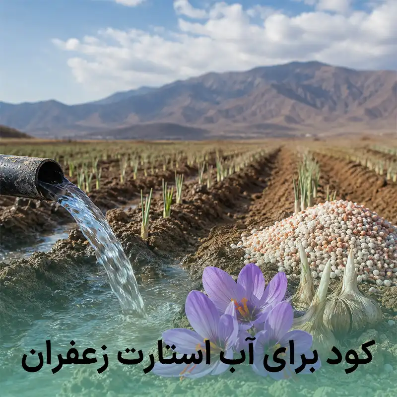 کود برای آب استارت زعفران