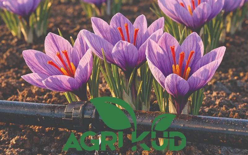 برنامه کوددهی زعفران