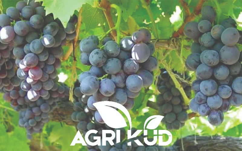 کود برای درشتی انگور1