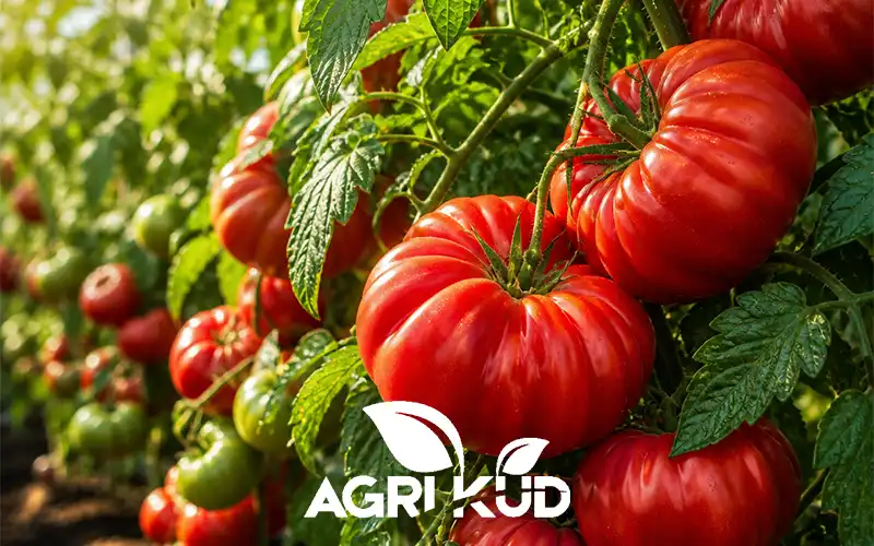 کود برای درشت گوجه فرنگی