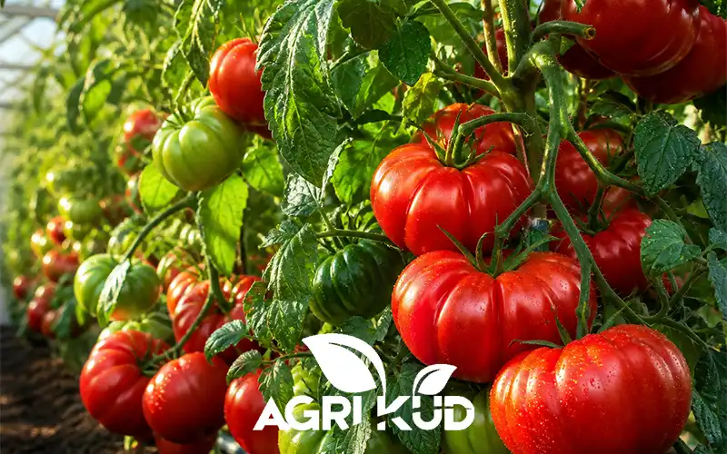 کود برای درشتی گوجه فرنگی