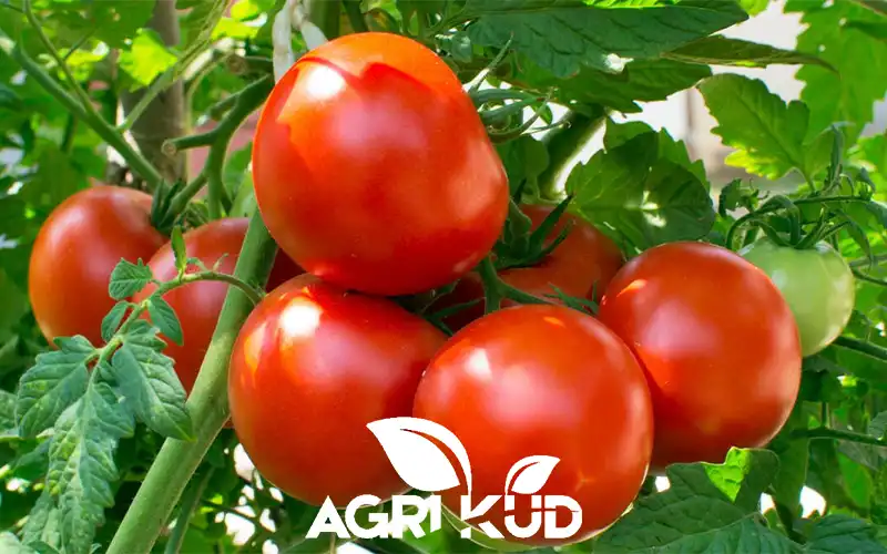 برنامه کوددهی گوجه