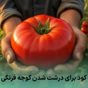 کود برای درشت شدن گوجه فرنگی