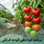 برنامه کوددهی گوجه فرنگی
