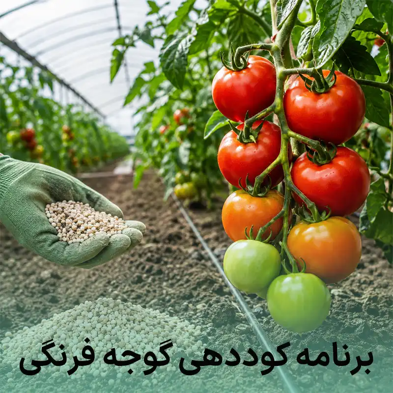 برنامه کوددهی گوجه فرنگی