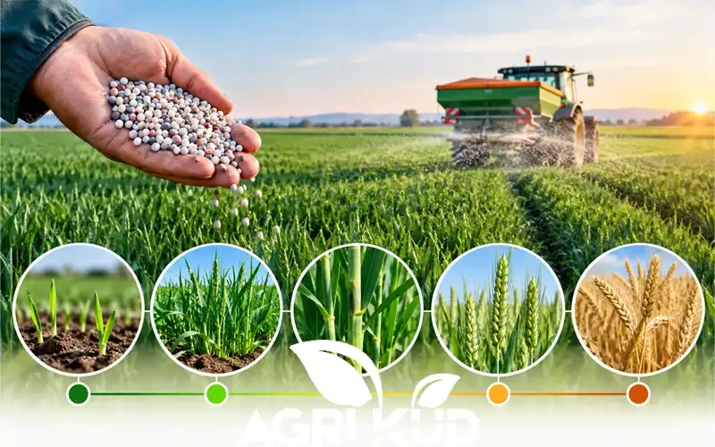 بهترین موقع کوددهی گندم چه زمانی است؟