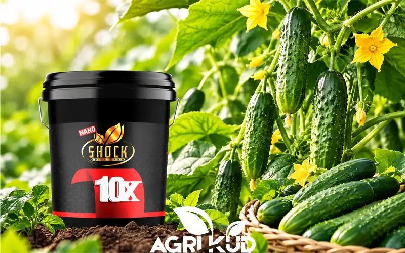 بهترین کود برای باردهی خیار گلخانه ای