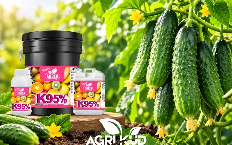 بهترین کود برای درشت شدن خیار گلخانه ای