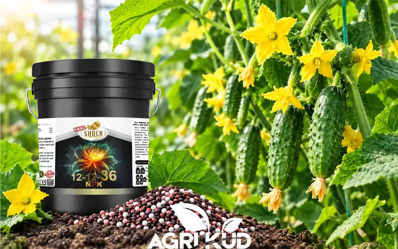 بهترین کود برای گلدهی خیار