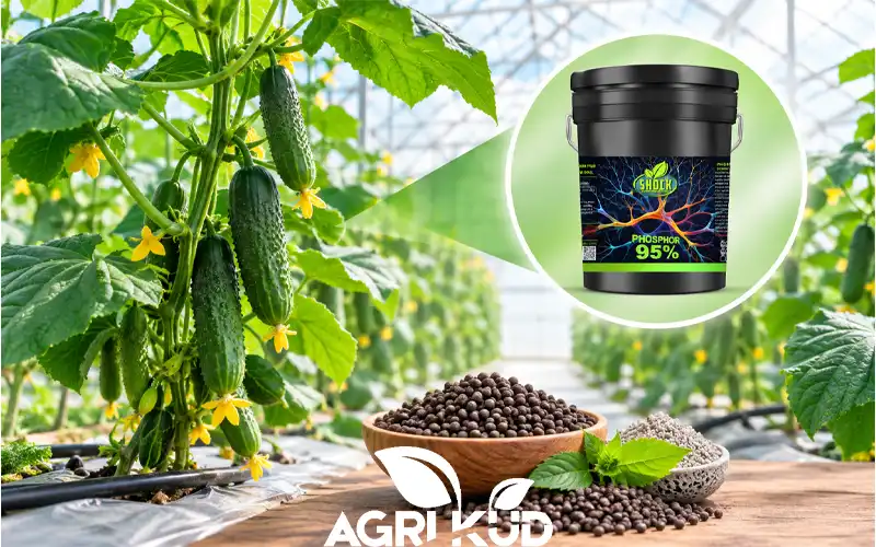 بهترین کود ریشه زا برای خیار گلخانه ای چیست؟