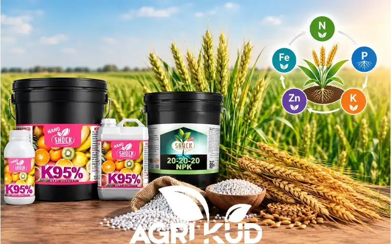 چه کودهایی برای گندم مناسب است؟