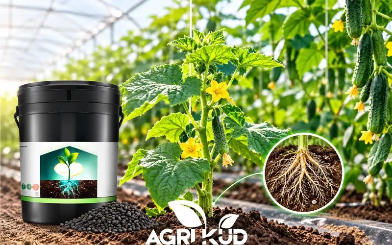 کود برای رشد بوته خیار گلخانه ای