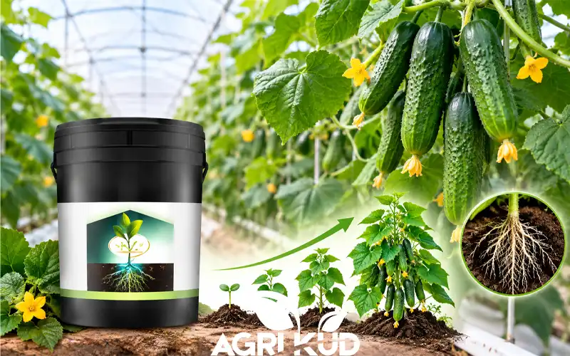 کود برای رشد سریع خیار گلخانه ای گلخانه ای