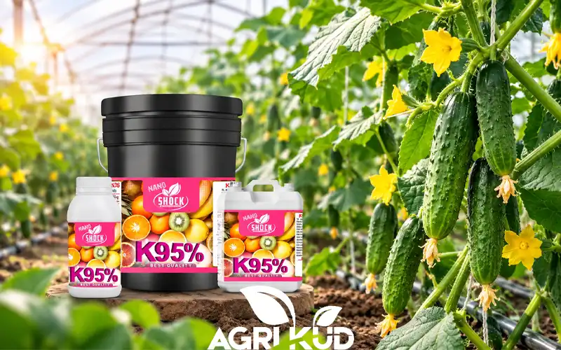 کود قبل از برداشت خیار گلخانه ای